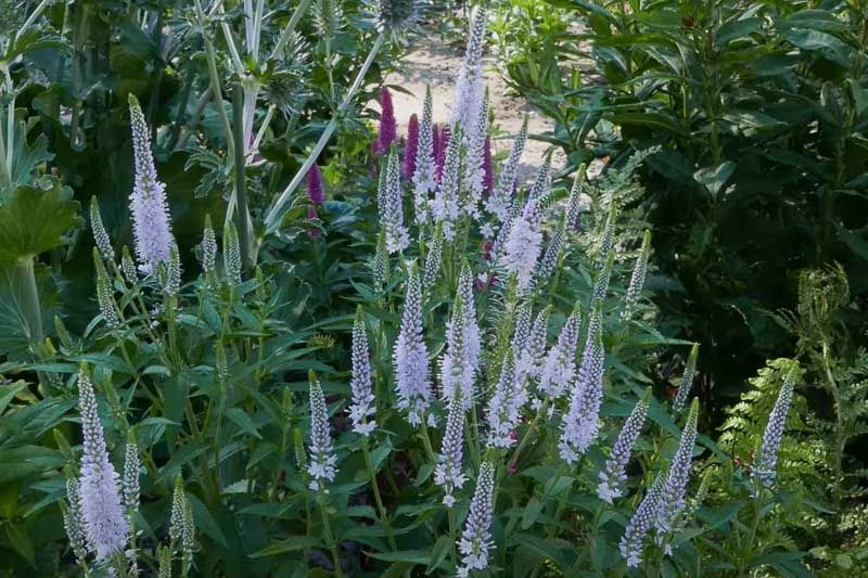 First Memory Speedwell