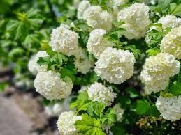 European Snowball Viburnum