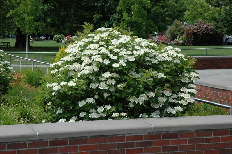 Compact American Cranberry