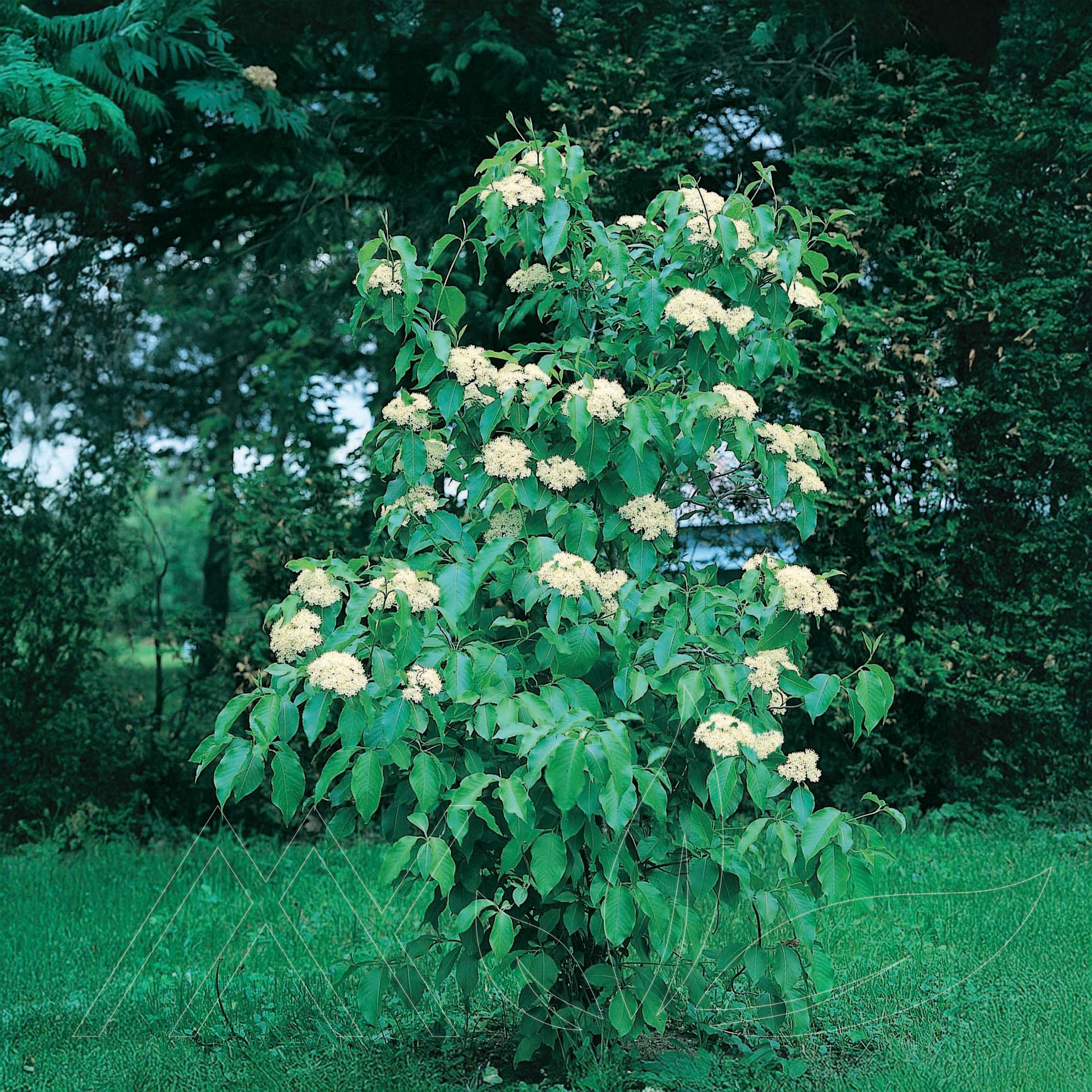 Nannyberry