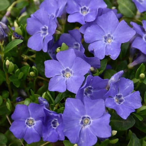Mrs. Bowles Periwinkle or Myrtle