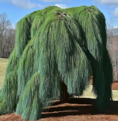 Weeping White Pine