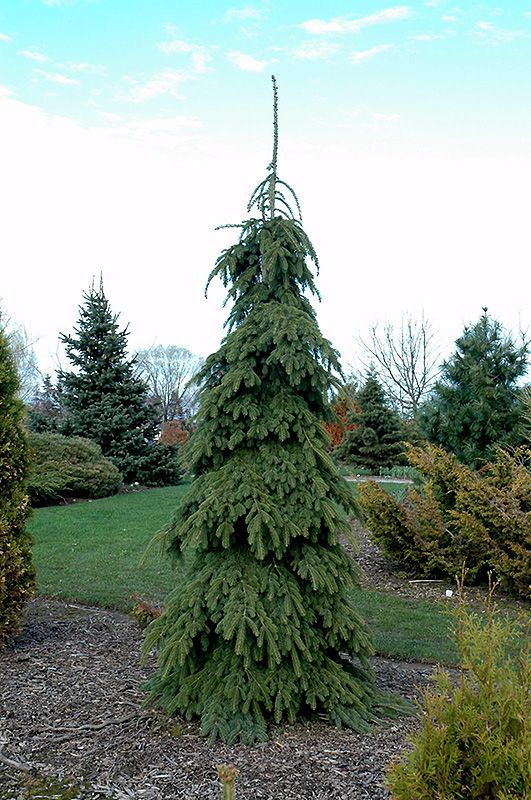Weeping White Spruce