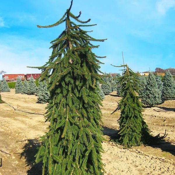 Weeping Norway Spruce