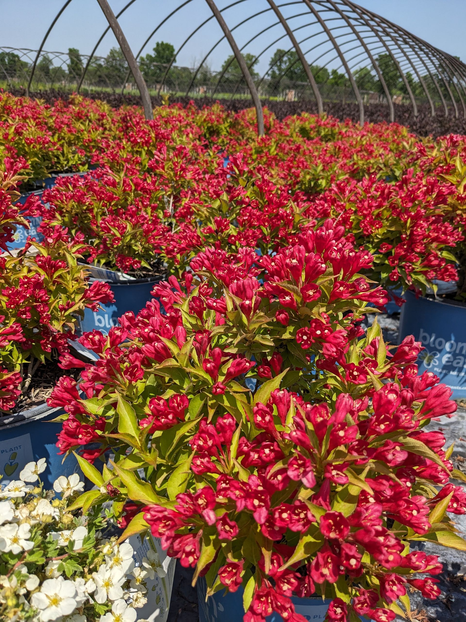 Crimson Kisses® Weigela
