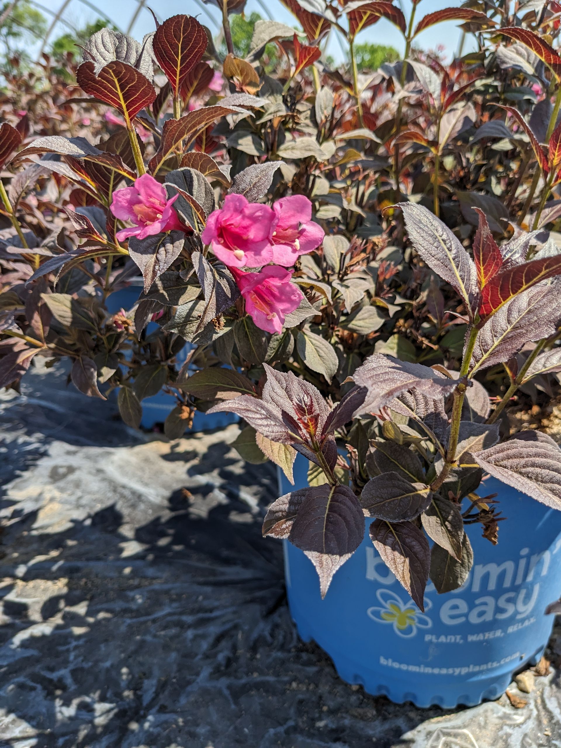 Stunner® Weigela