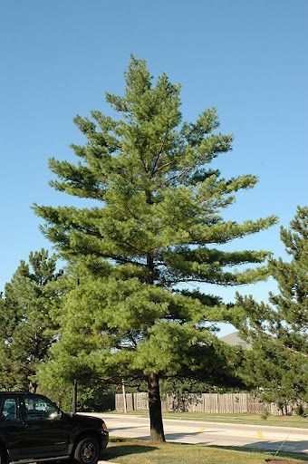 White Pine