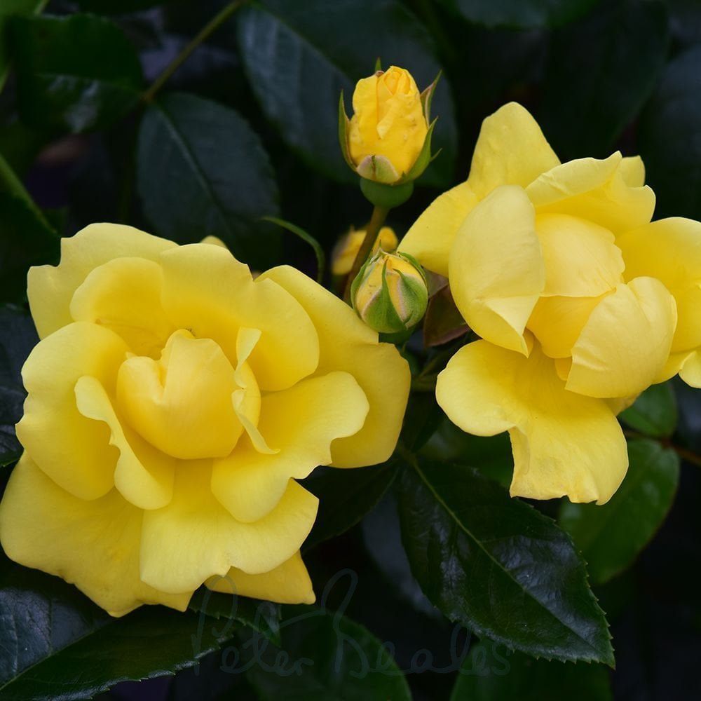 Yellow Flower Carpet® Rose