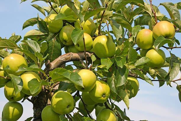 Yellow Transparent Apple
