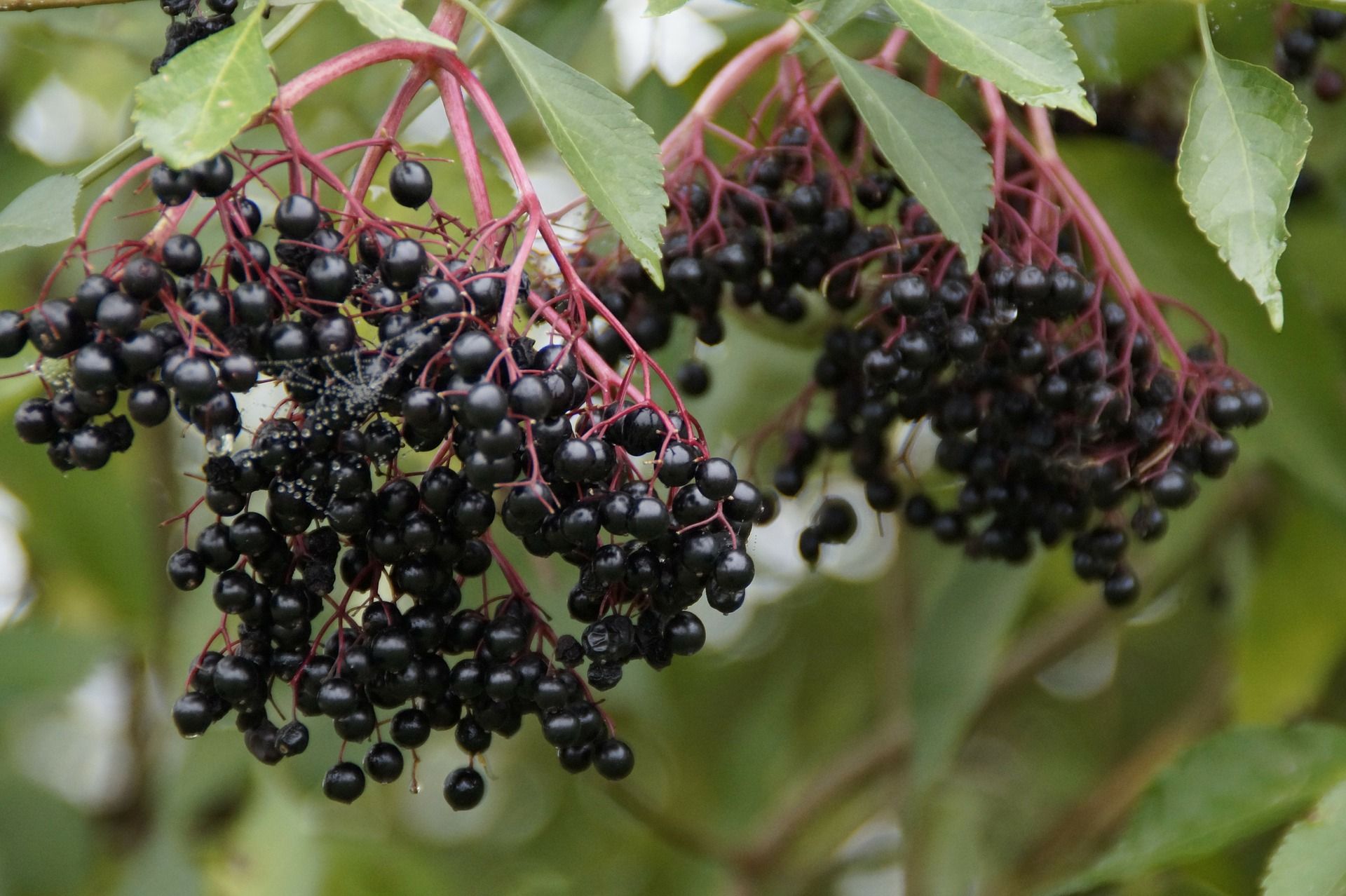 York Elderberry