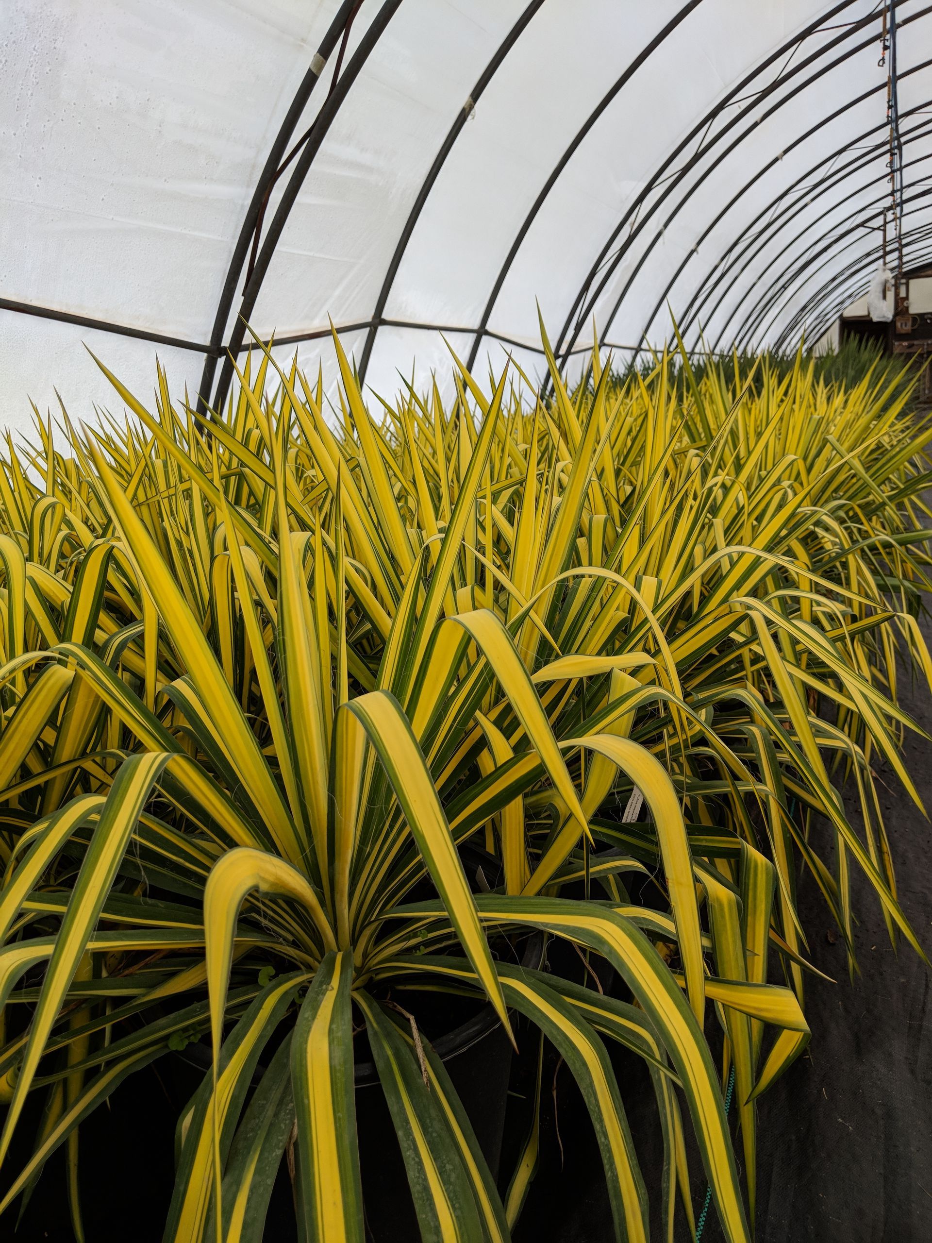 Golden Sword Yucca
