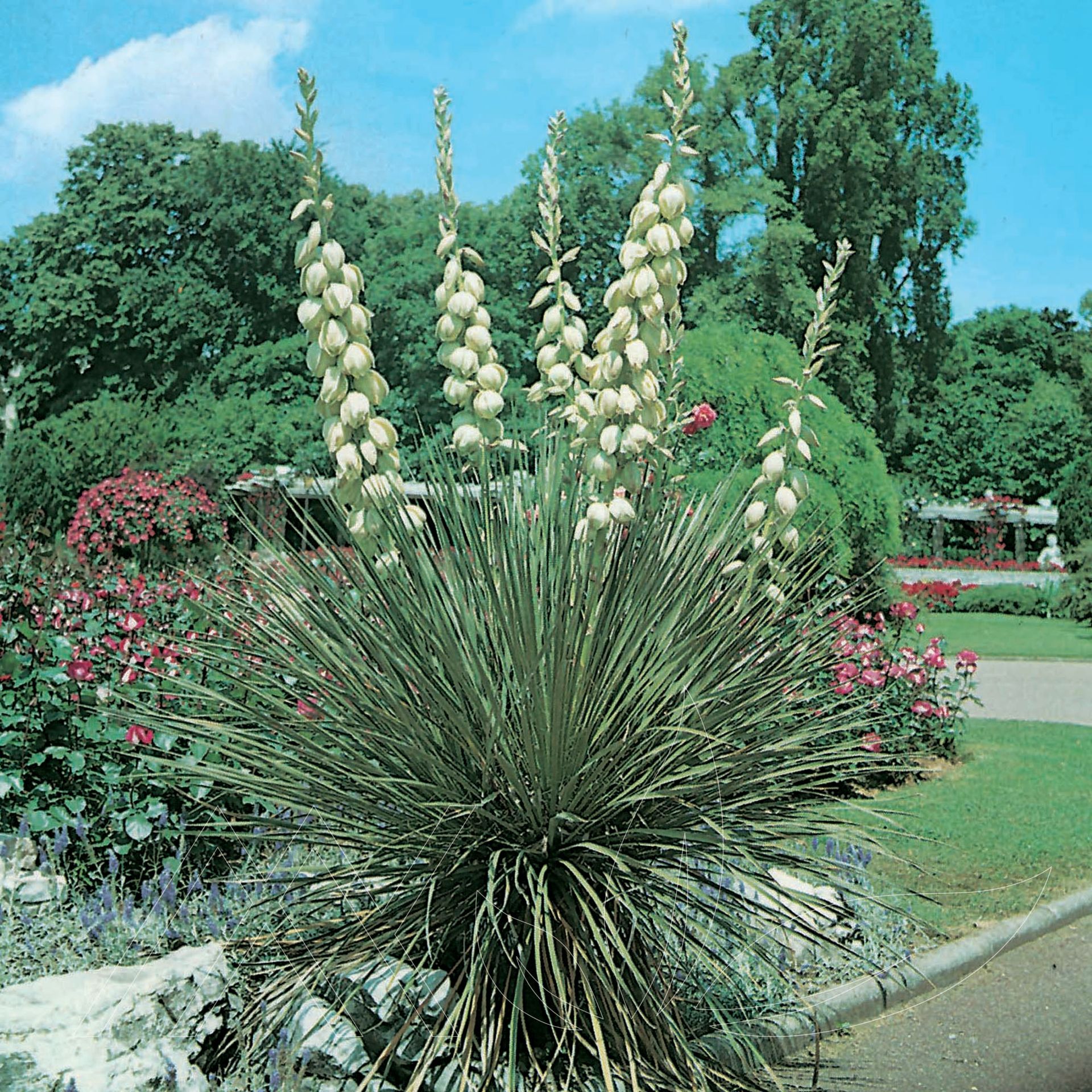 Spanish Bayonet