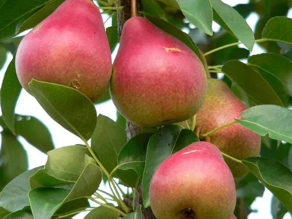 Summercrisp Pear