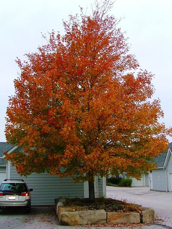 Celebration® Maple