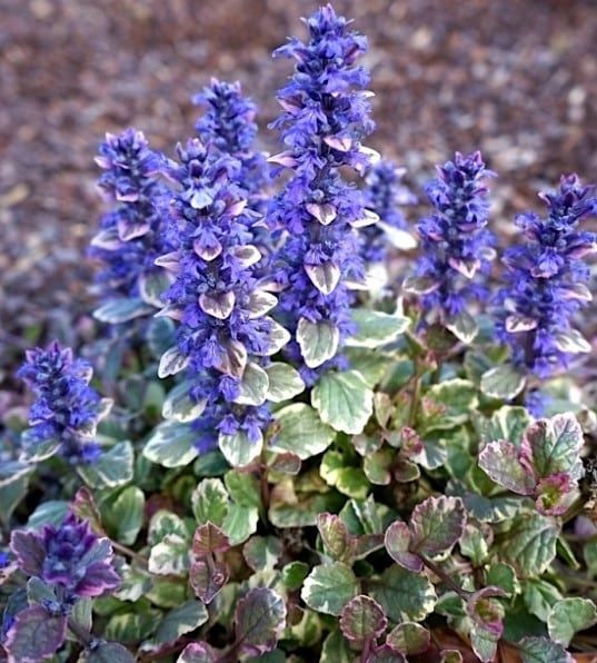 Burgundy Glow Bugleweed