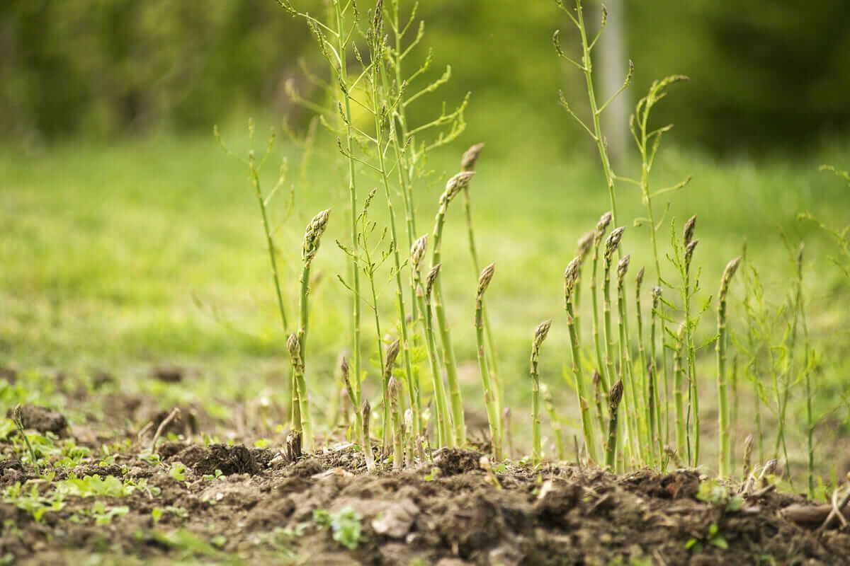 Guelp Millennium Asparagus
