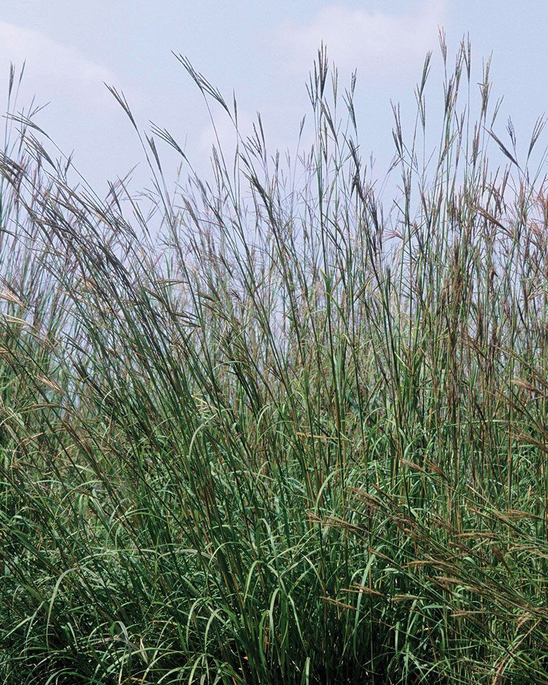 Big Bluestem