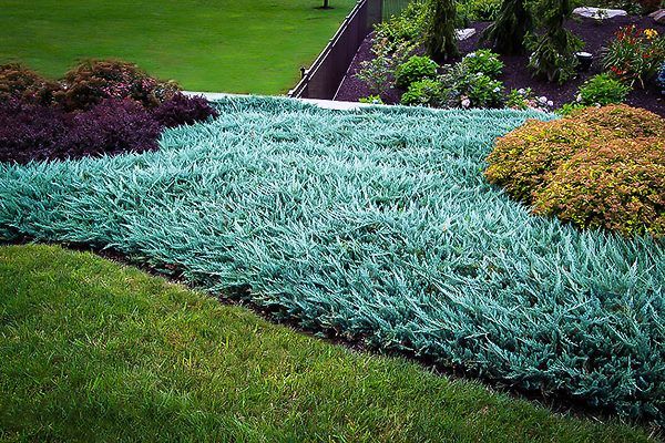 Blue Rug Juniper
