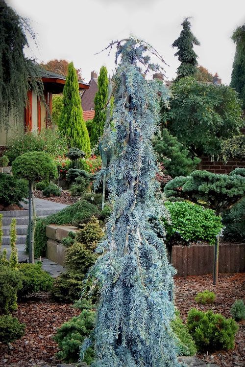 Weeping Blue Atlas Cedar