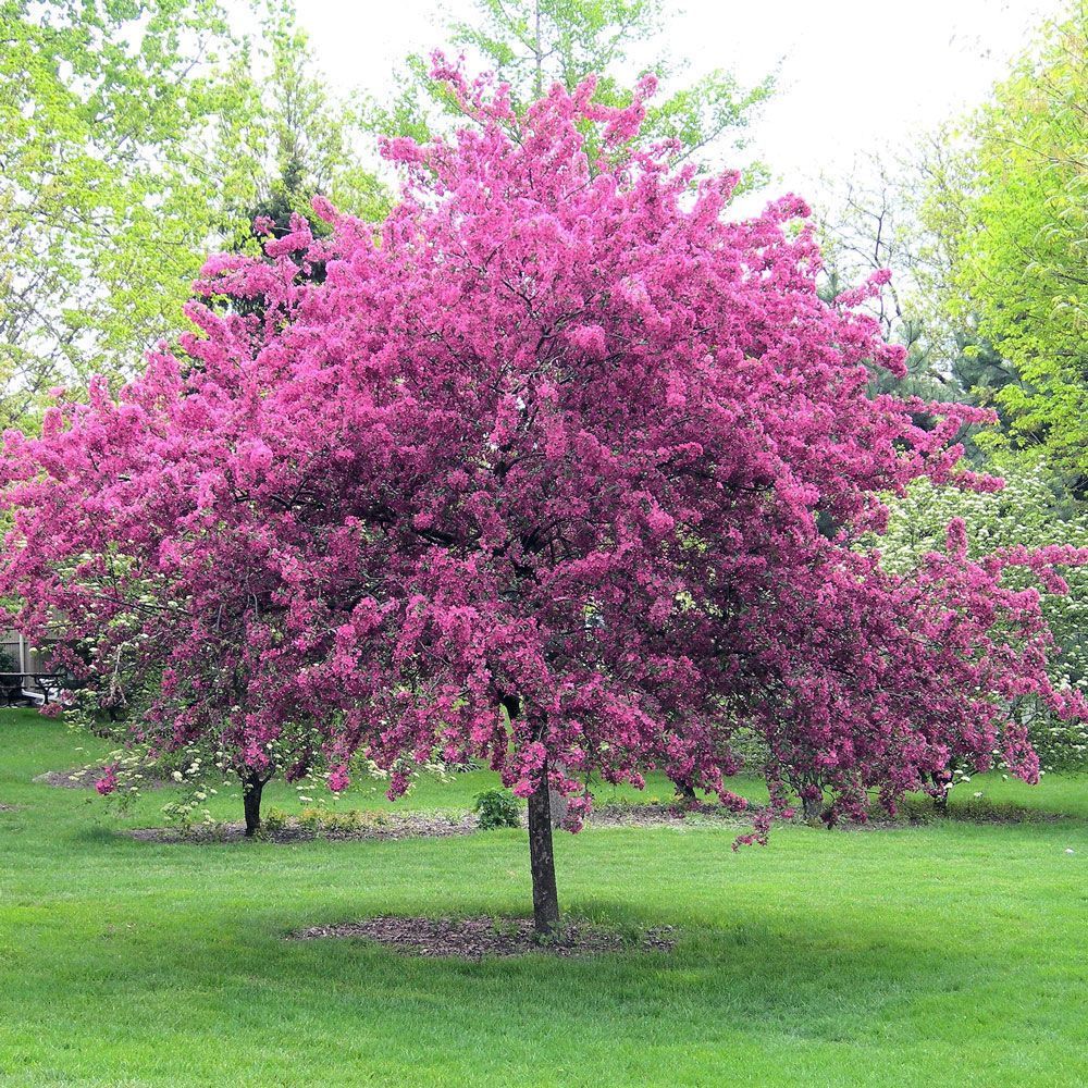 Centurion® Crabapple