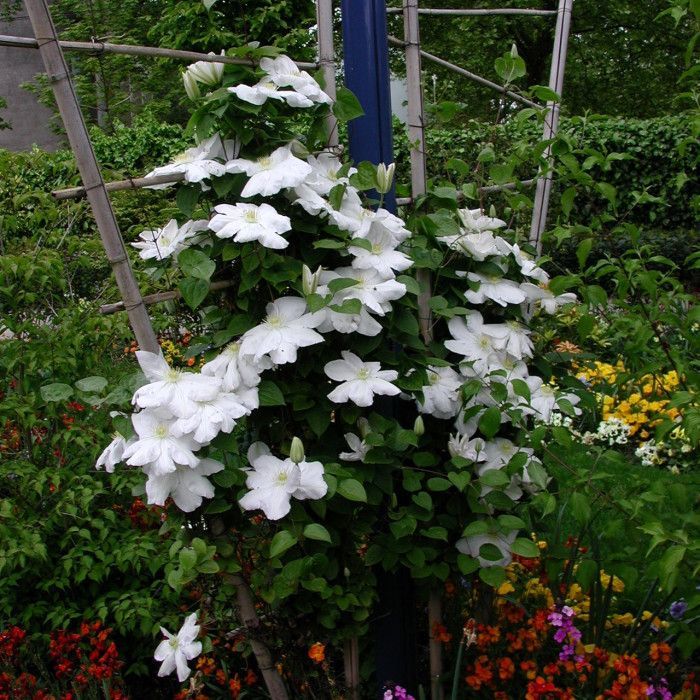 Madame Coultre Clematis