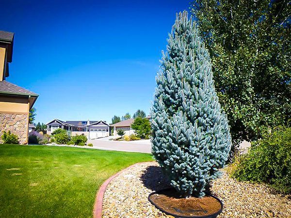 Pyramidal Blue Spruce