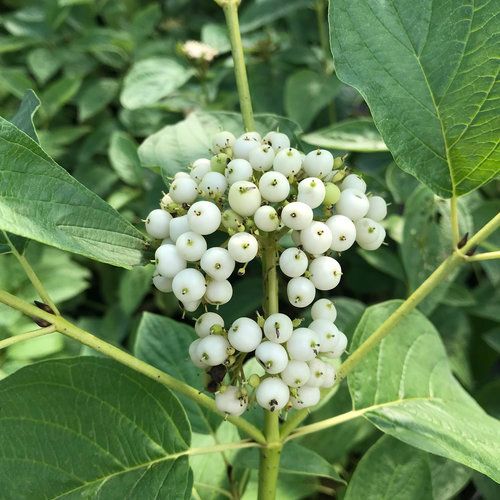 Arctic Fire® Yellow Red Osier Dogwood