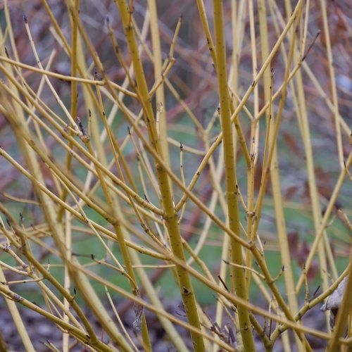 Arctic Fire® Yellow Red Osier Dogwood
