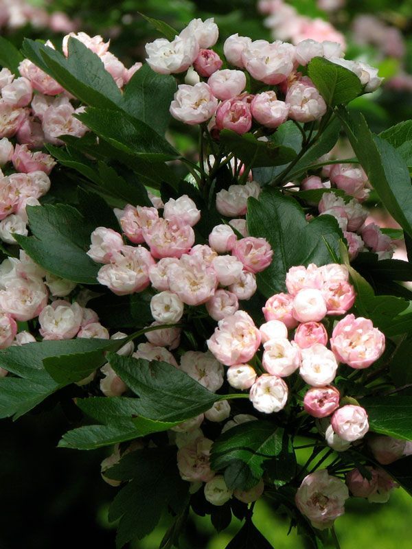 Toba Hawthorn