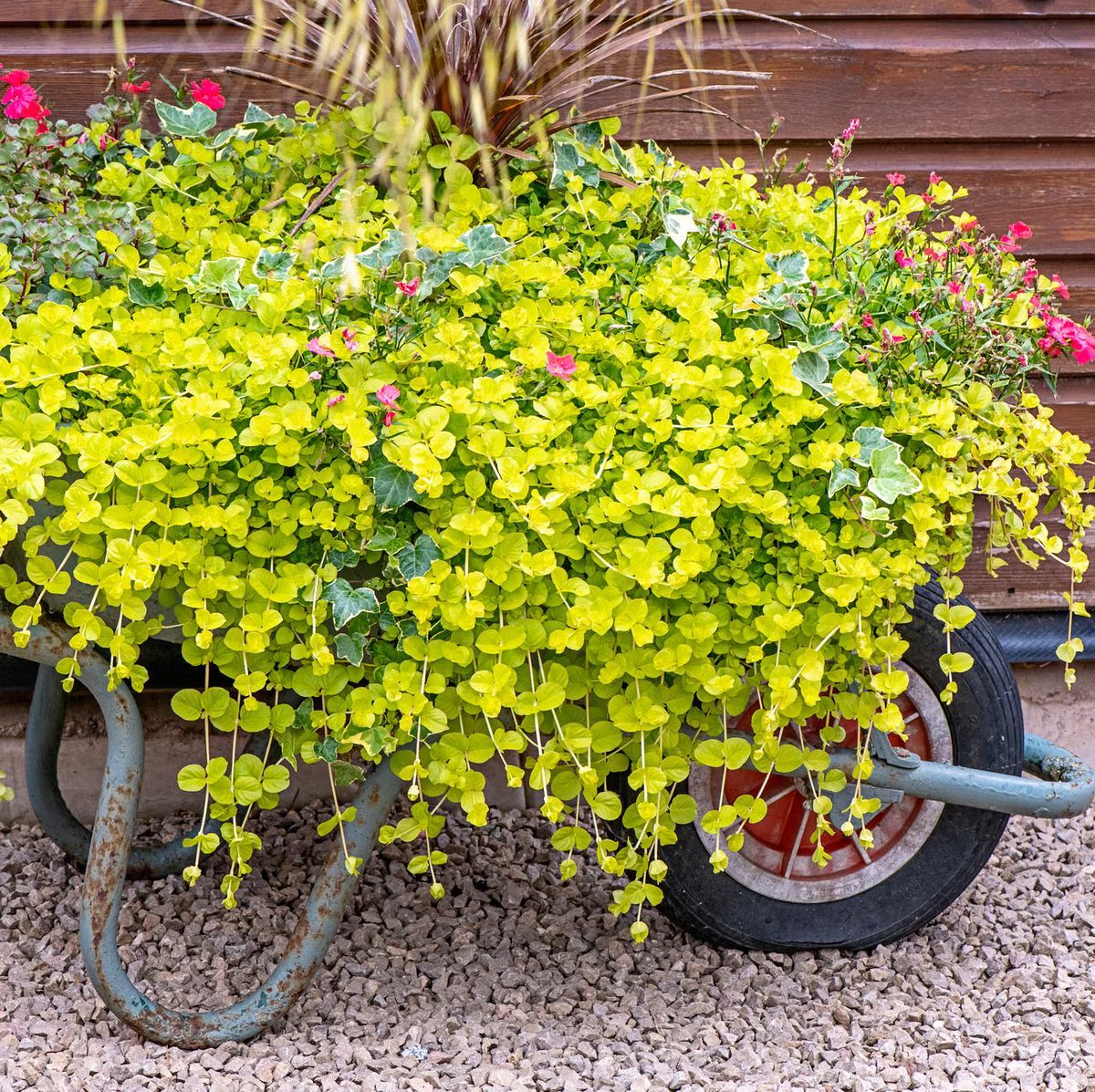 Creeping Jenny