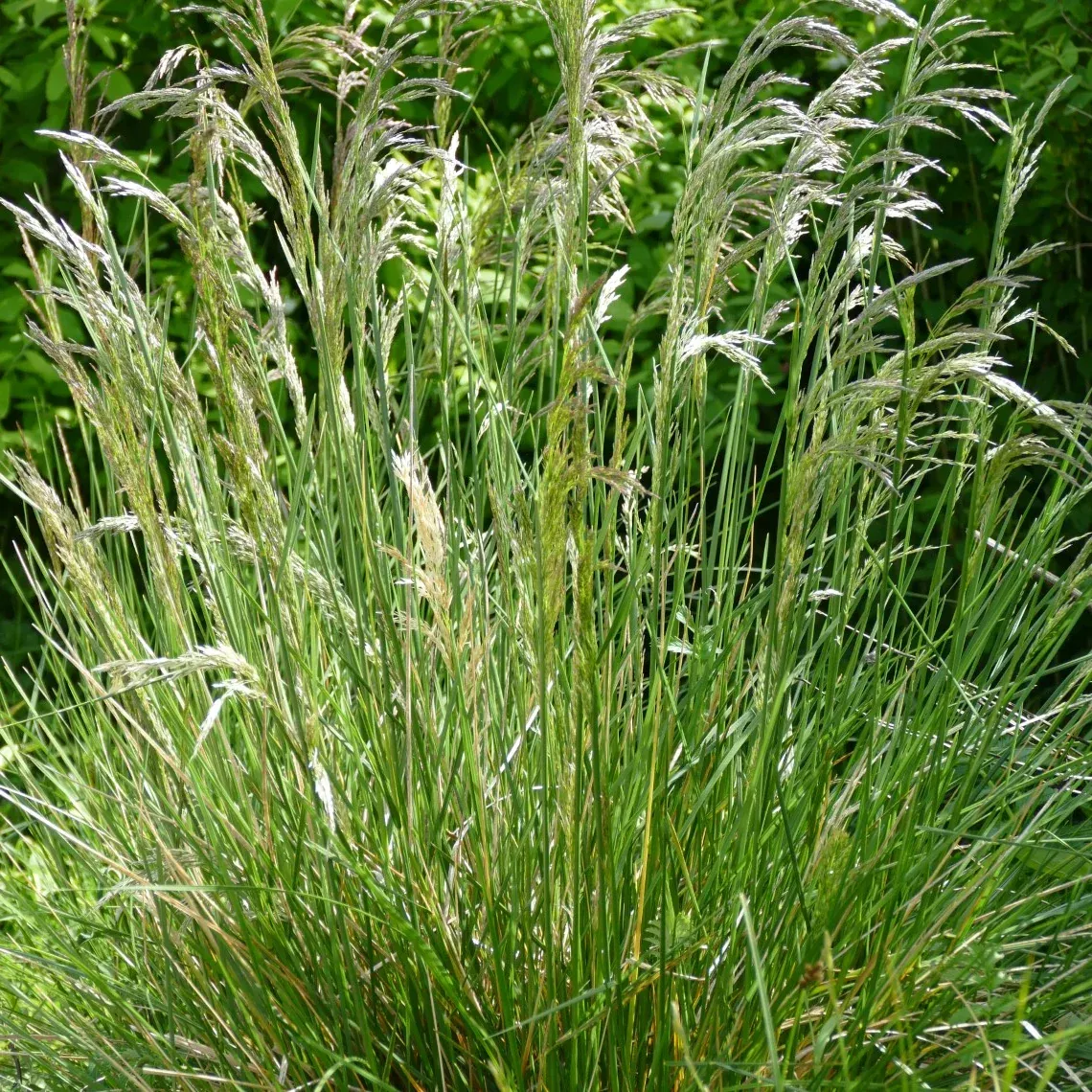 Tufted Hair Grass