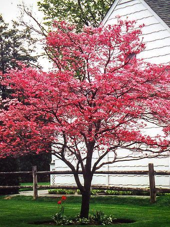 Cherokee Chief Dogwood