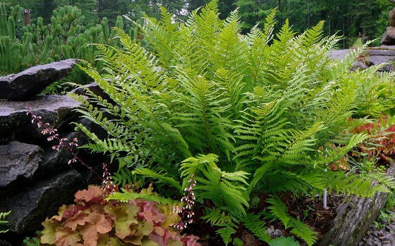 Male Fern
