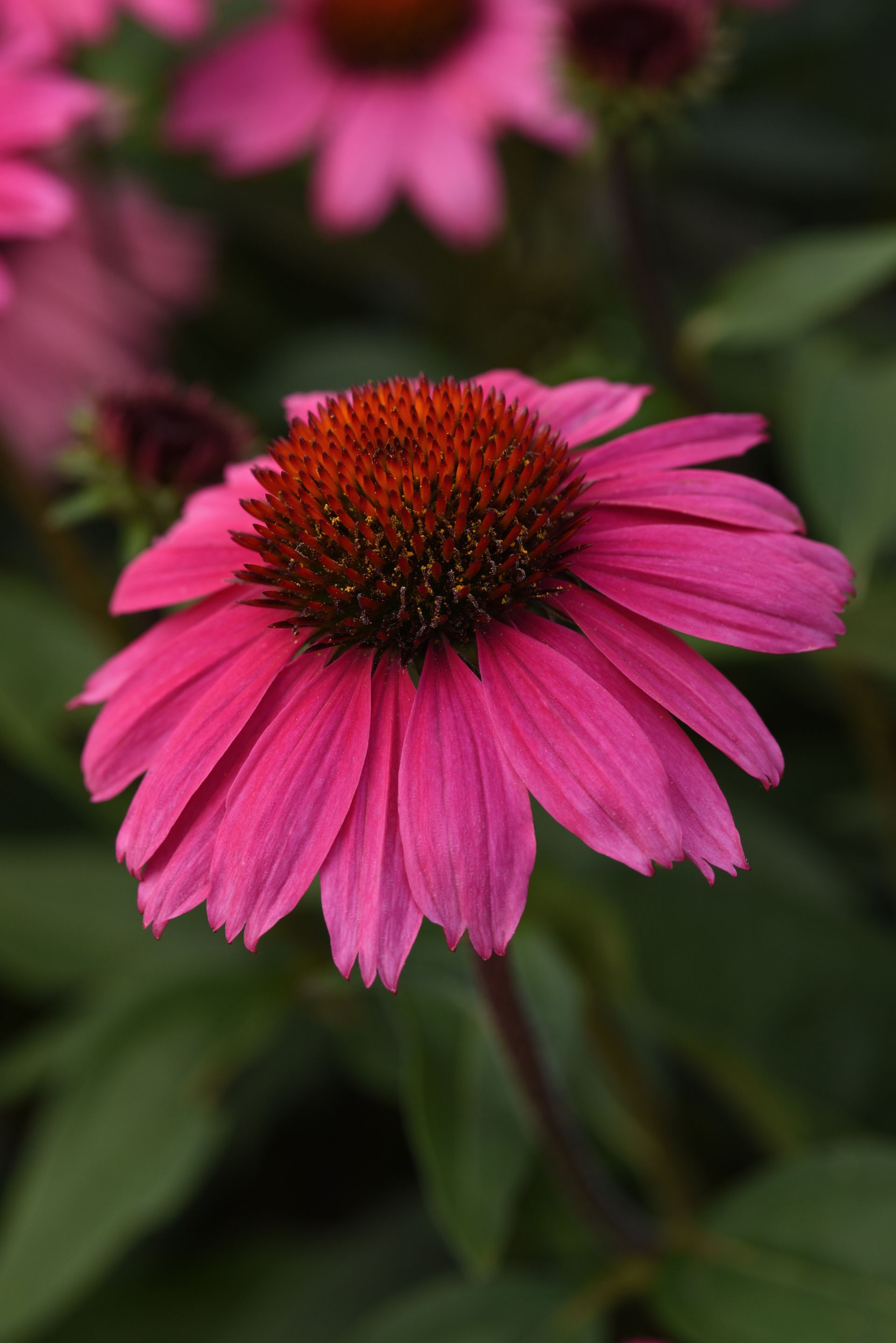 Sombrero® Rosada Coneflower