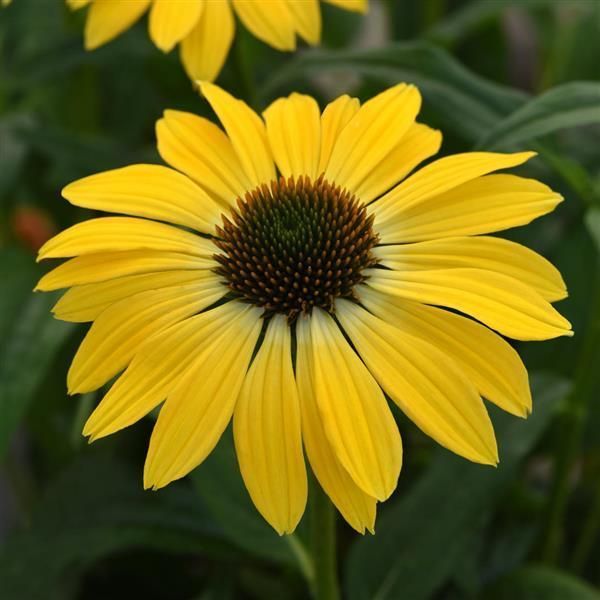 Sombrero® Summer Solstice Coneflower