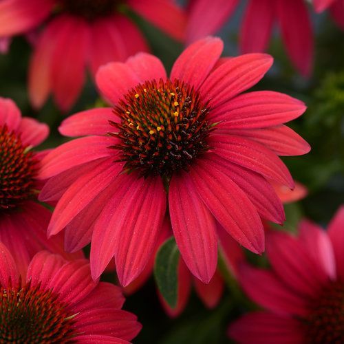Sombrero® Baja Burgundy Coneflower