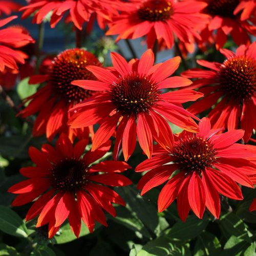 Sombrero® Sangrita Coneflower