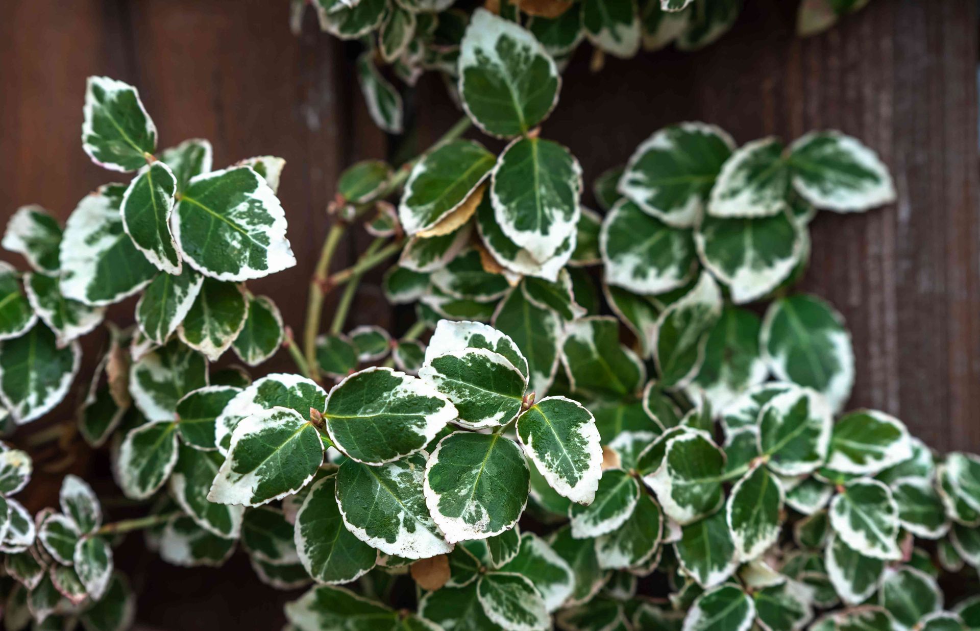 Emerald Gaiety Euonymus