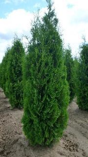 Pyramid Cedar