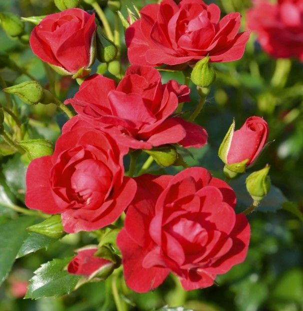 Mini Cherry Flower Carpet® Rose