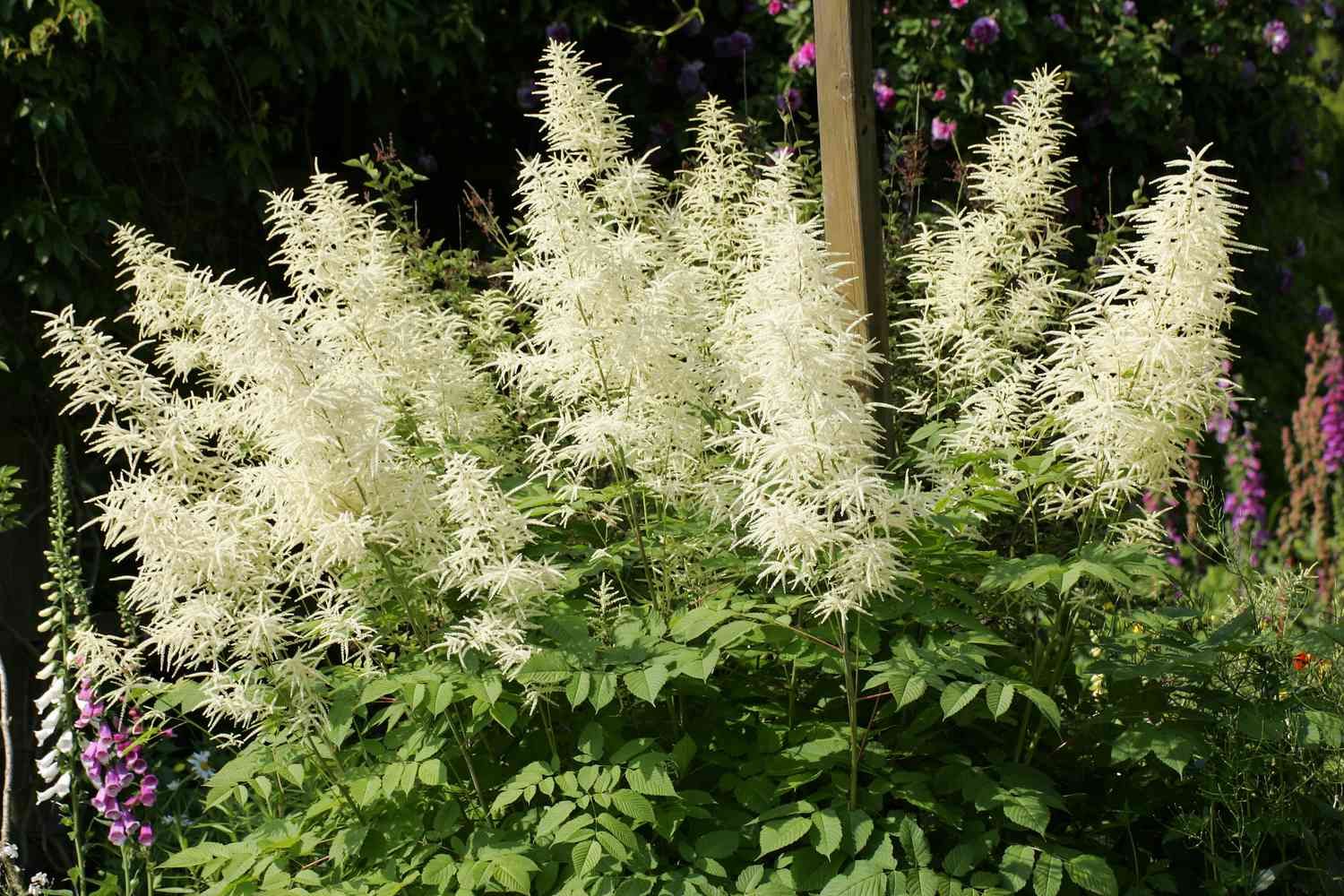 Giant Goats Beard