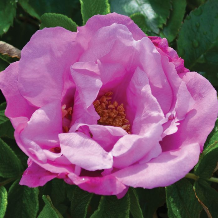 Foxi Pavement Rose