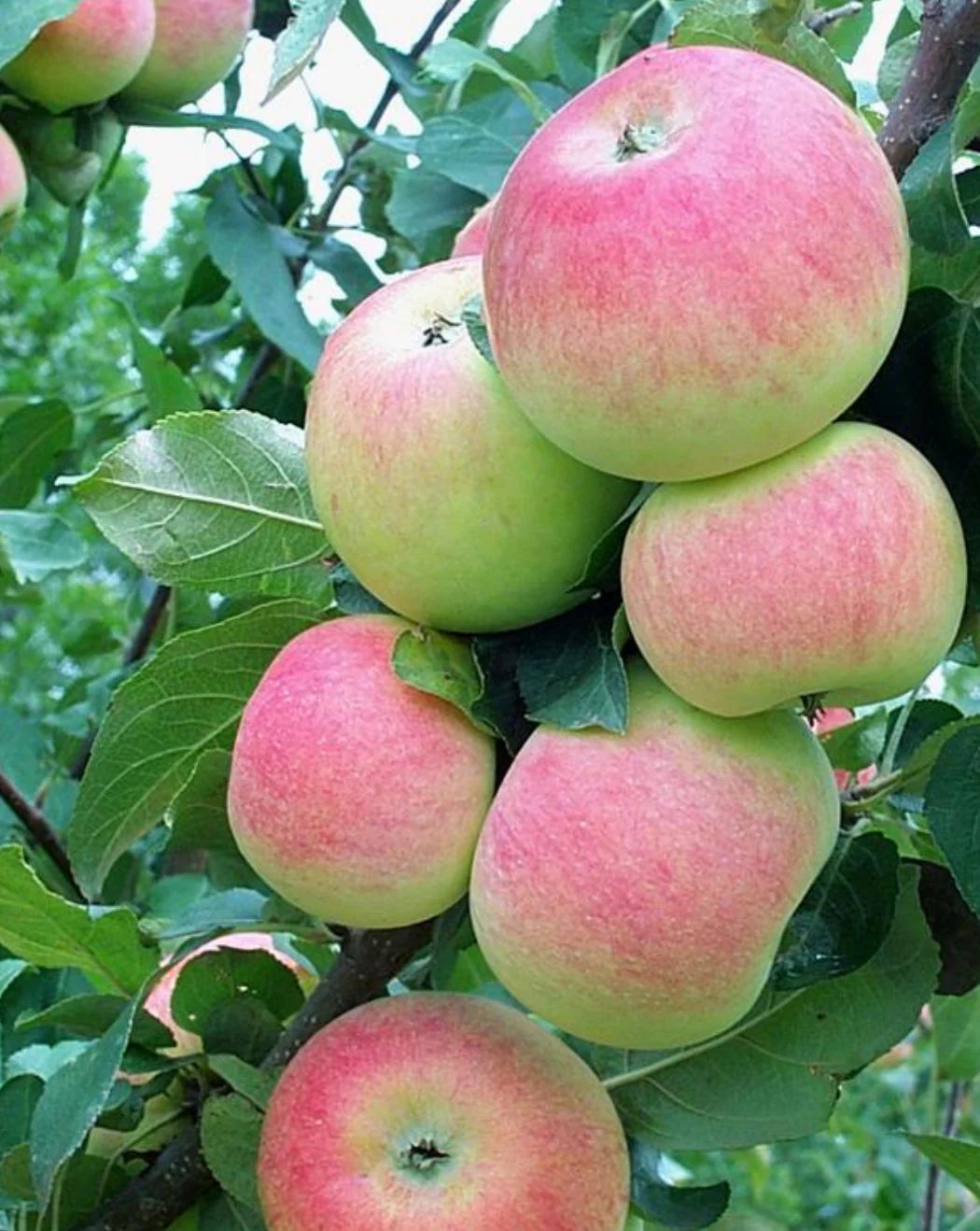Goodland Apple