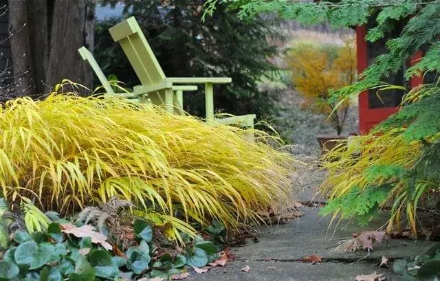 All Gold Hakone Grass