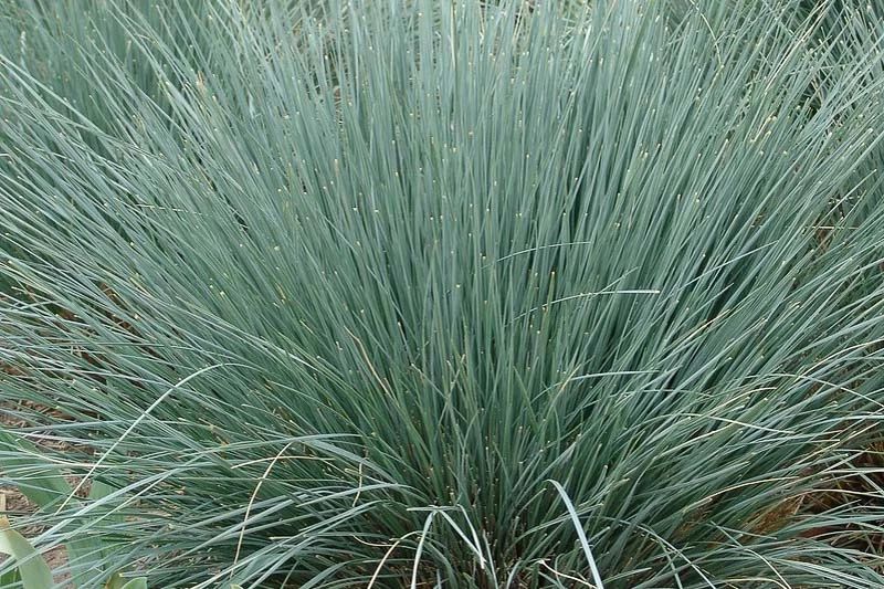 Blue Oat Grass