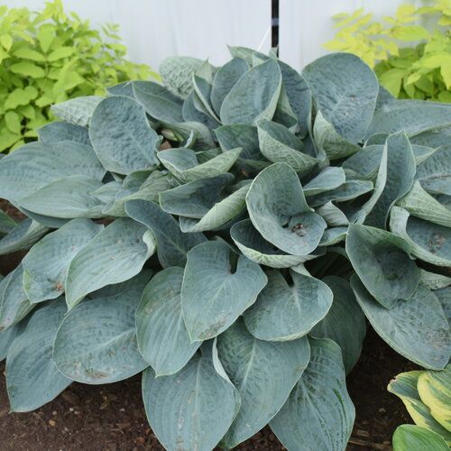 Shadowland® Above the Clouds Hosta