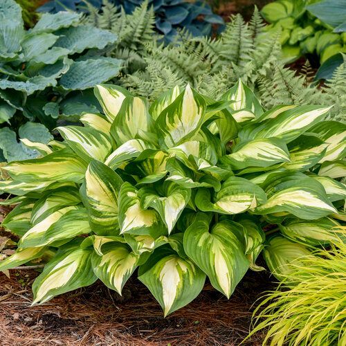 Shadowland® Miss America Hosta