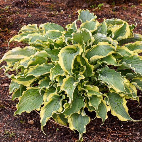 Shadowland® Voices in the Wind Hosta