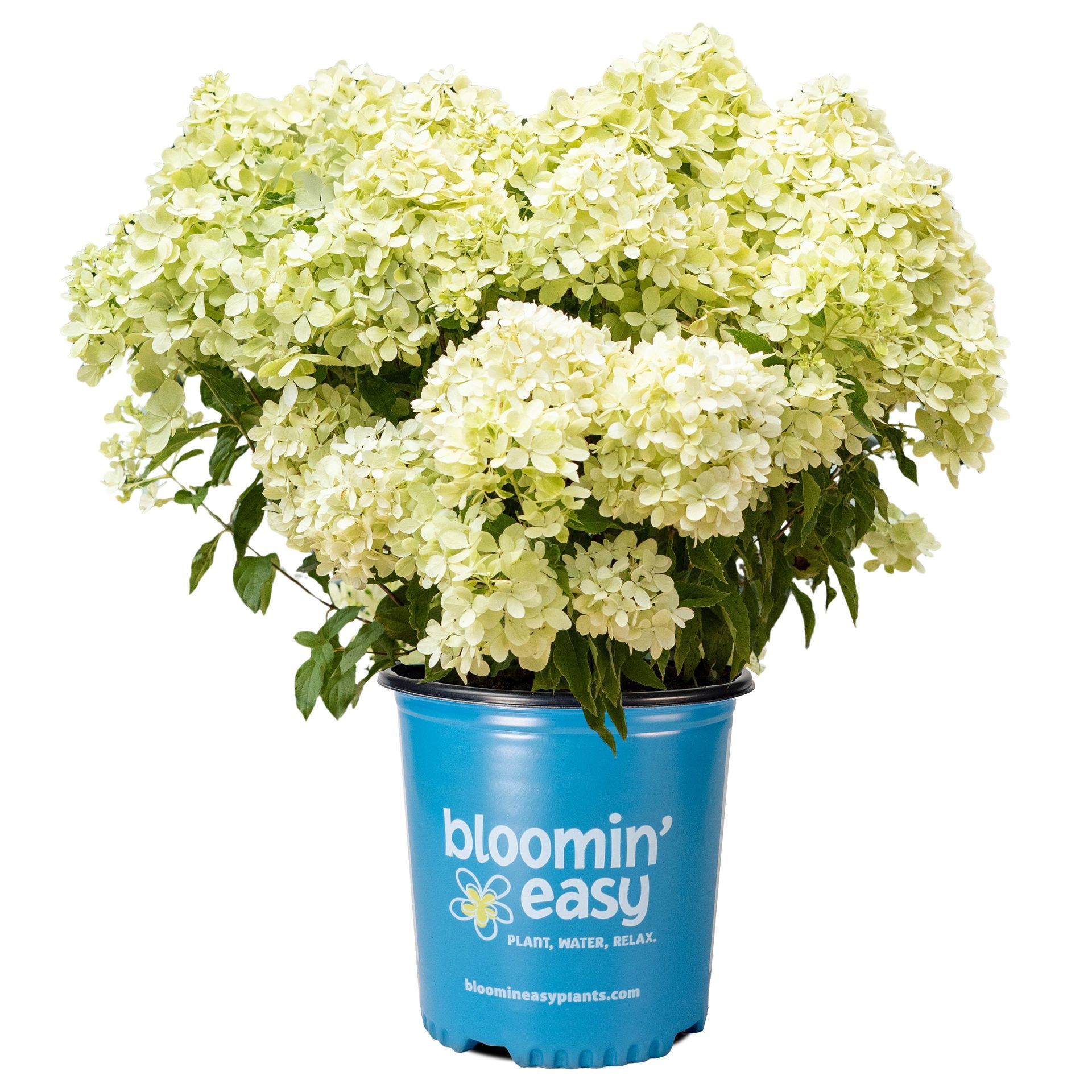 Bubble Bath™ Hydrangea