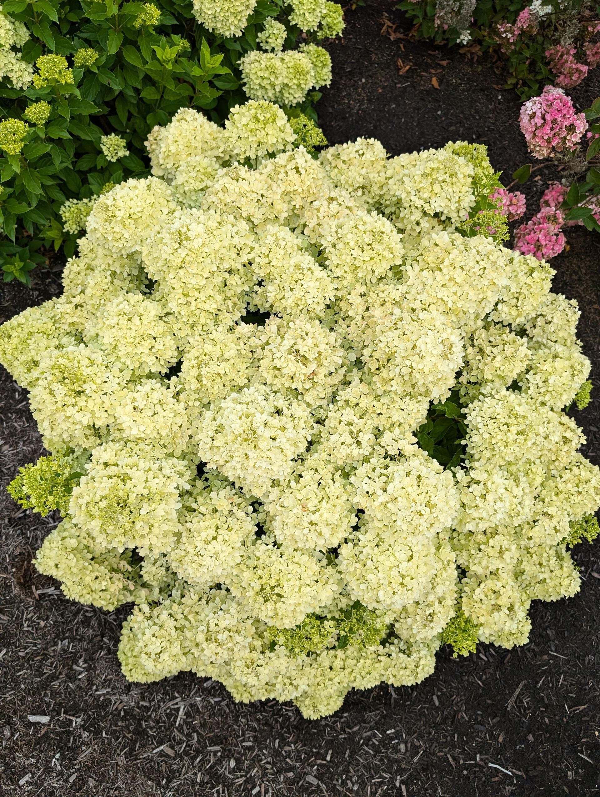 A bunch of pink flowers are growing in a garden.
